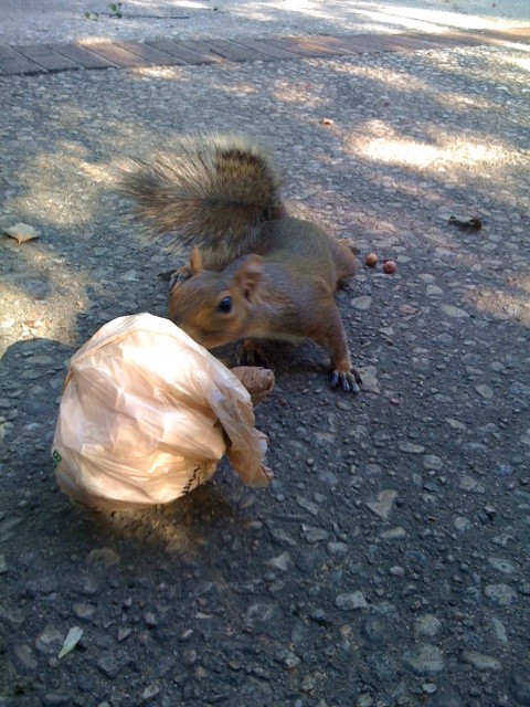Lurring a Squirrel