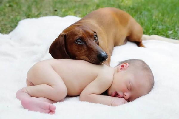 Dog and Baby Newborn Photos